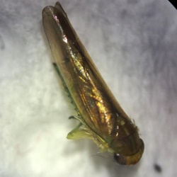 Kybos calyculus